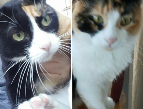 Bonded Female Cats Named Princess Dora and Putin Marie