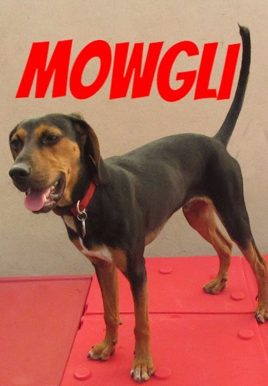 superhero mowgli (1)