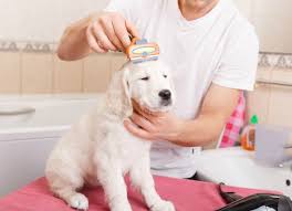 groom pet services