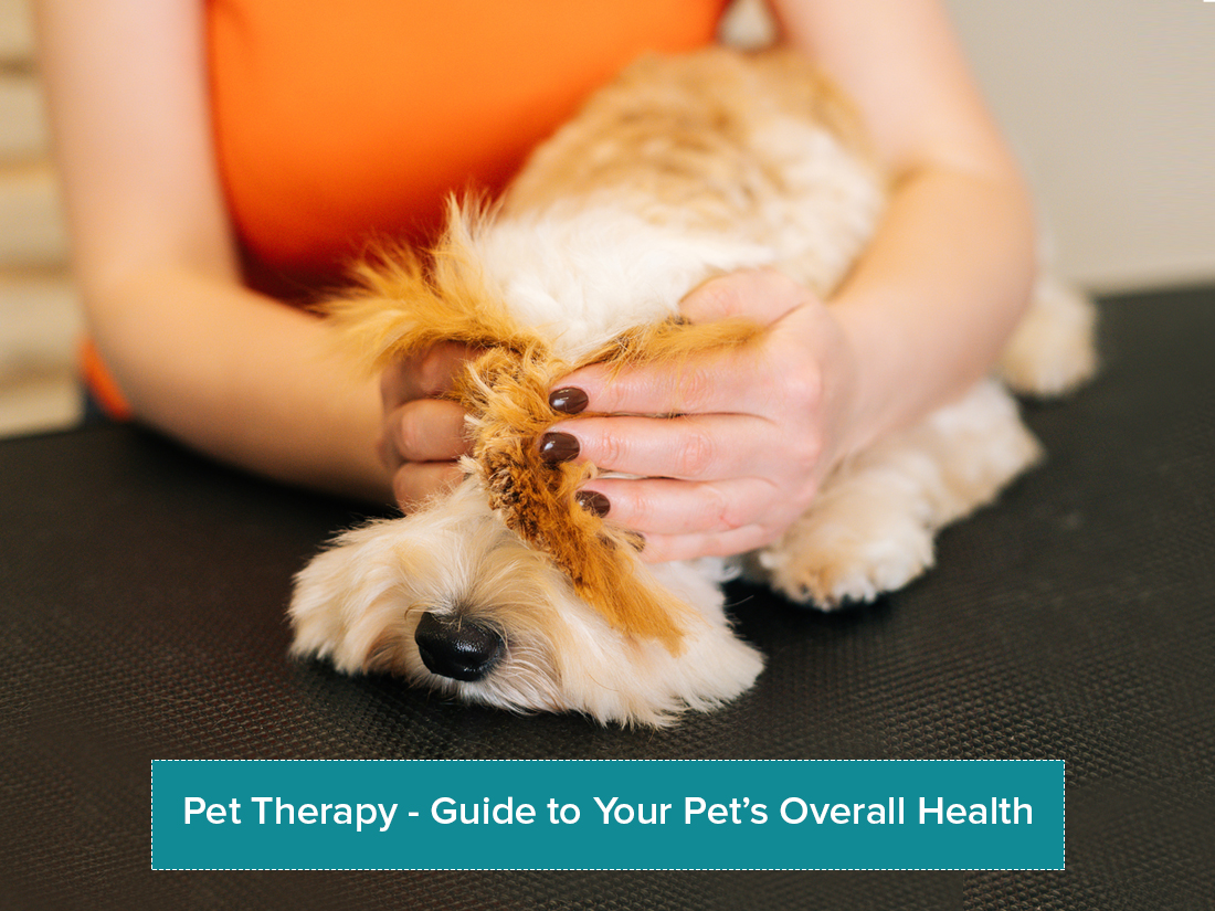 Pet Therapy-Guide To Your Pet's Overall Health