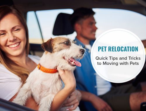Pet Relocation- Quick Tips And Tricks To Moving With Pets