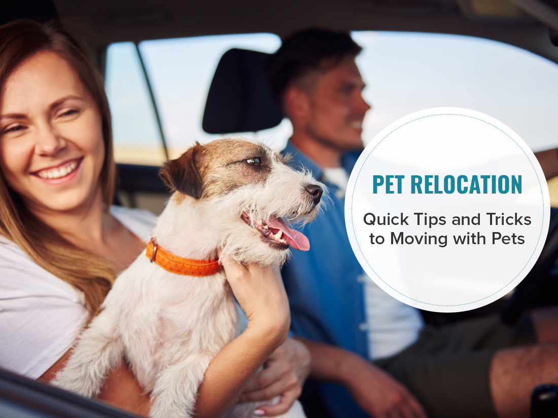 Quick Tips And Tricks To Moving With Pets
