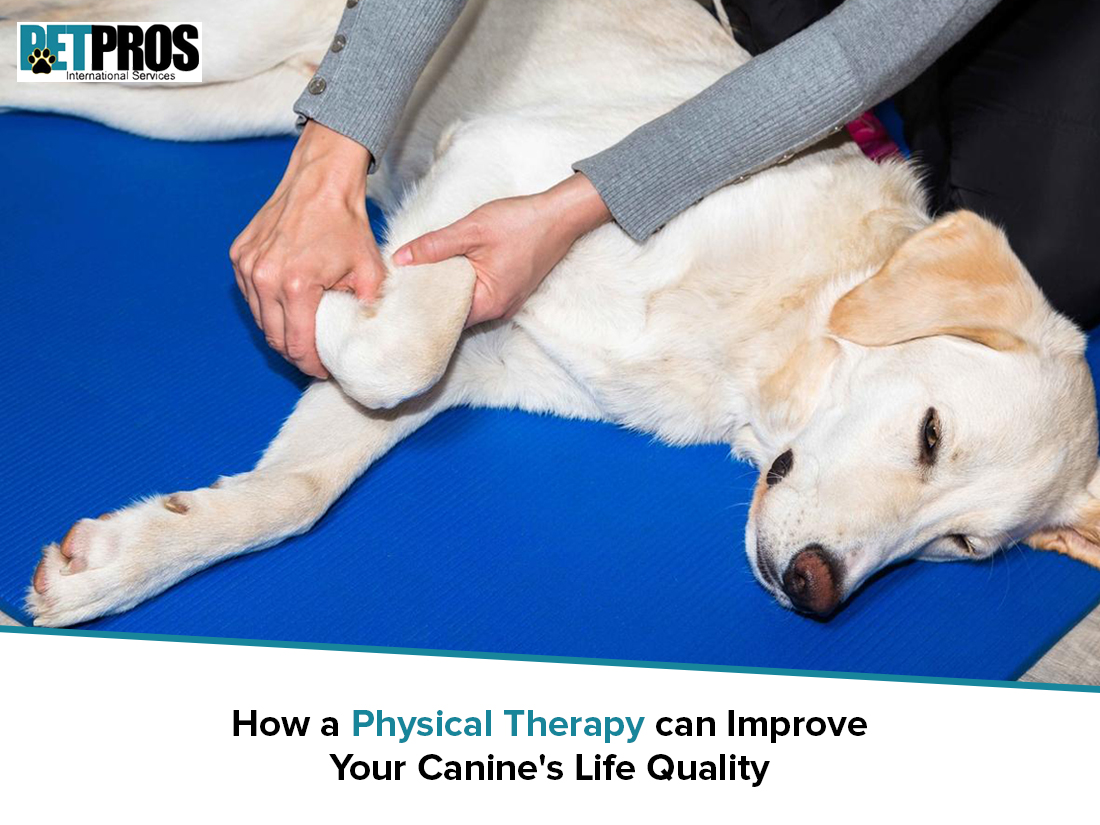 How A Physical Therapy Can Improve Your Canine's Life Quality
