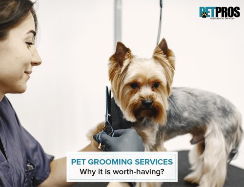 Pet Grooming Services – Why It Is Worth-Having