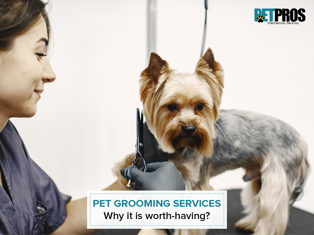 Pet Grooming Services Why It Is Worth Having