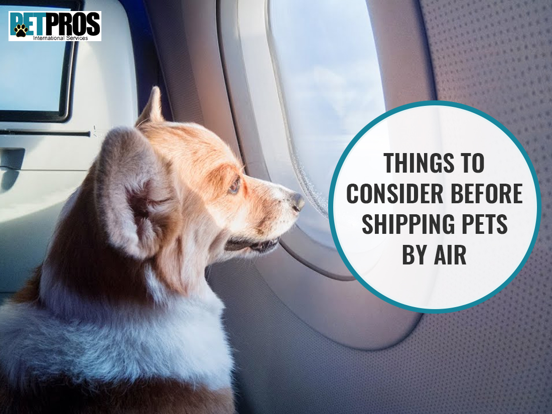 Things To Consider Before Shipping Pets By Air