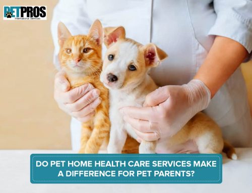 Do Pet Home Health Care Services Make A Difference For Pet Parents