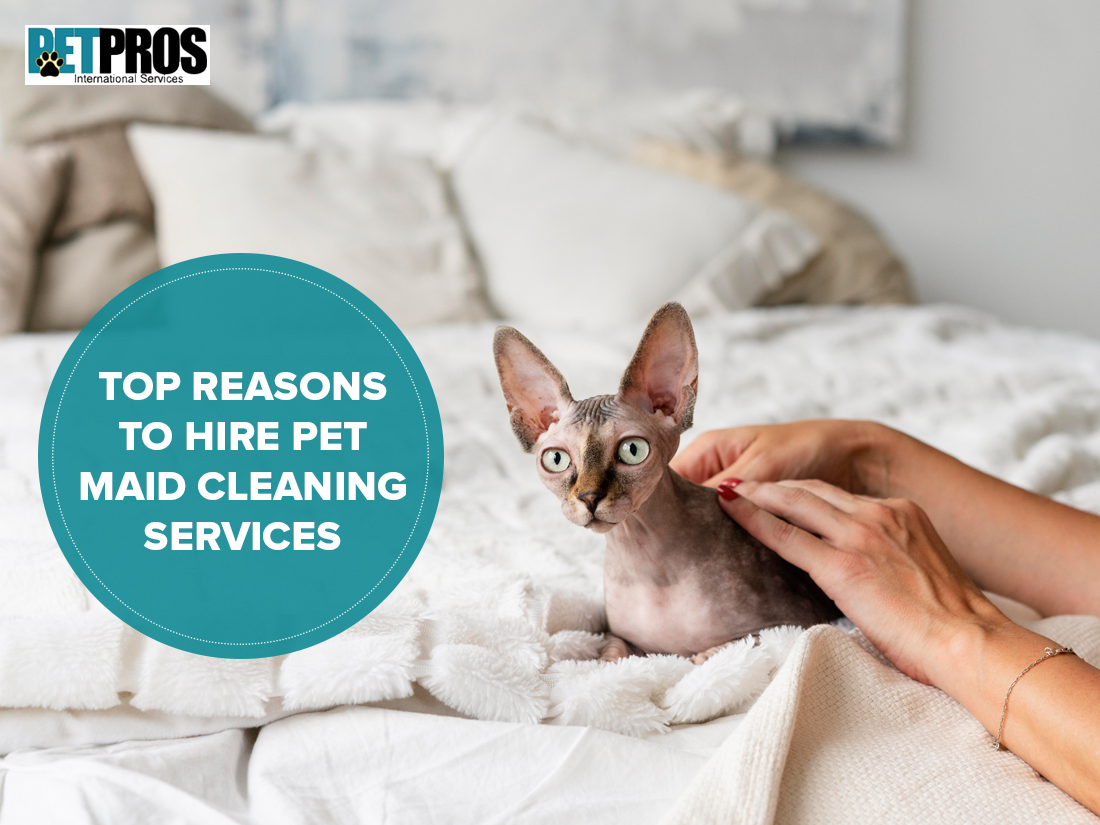 Top Reasons To Hire Pet Maid Cleaning Services
