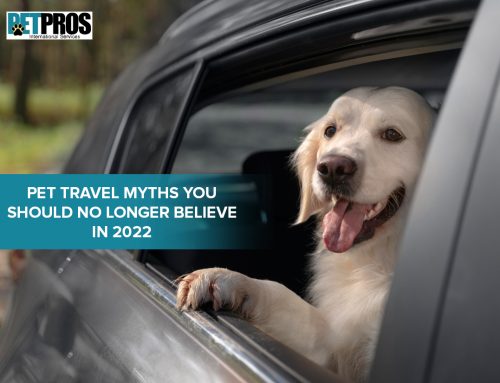 Pet Travel Myths You Should No Longer Believe In 2022