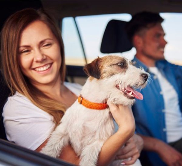 Pet Taxi, Transportation Services Near Me In USA, Canada Petprosservices