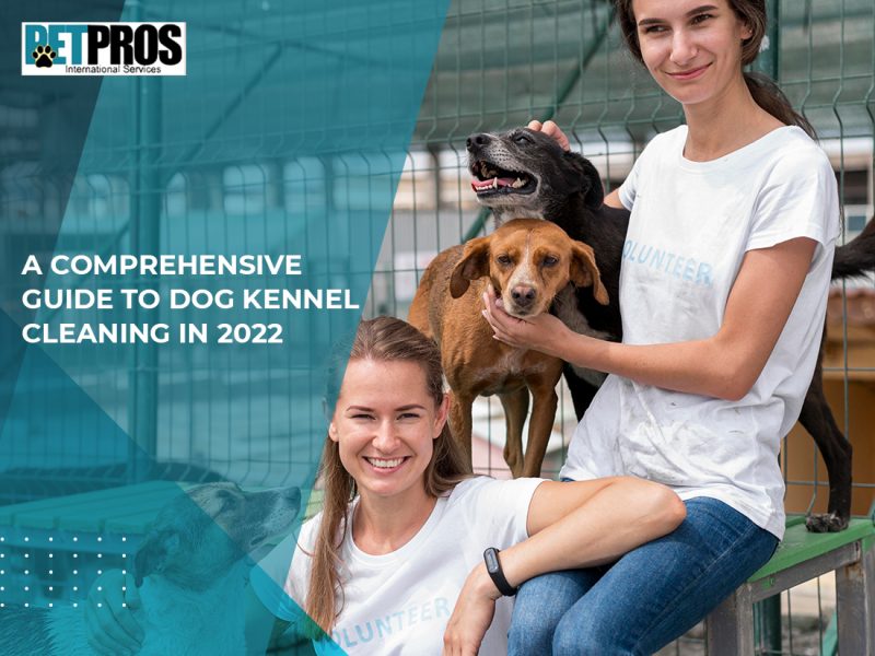 A Comprehensive Guide To Dog Kennel Cleaning In 2022 Pet Rehoming
