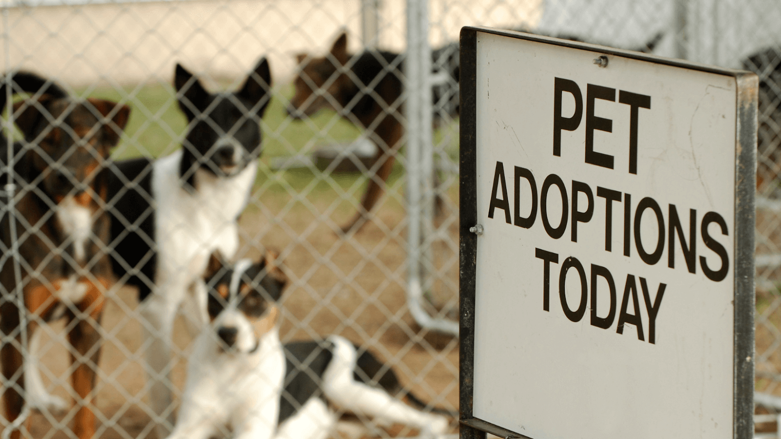 5 Things to Check Before Adopting a Dog