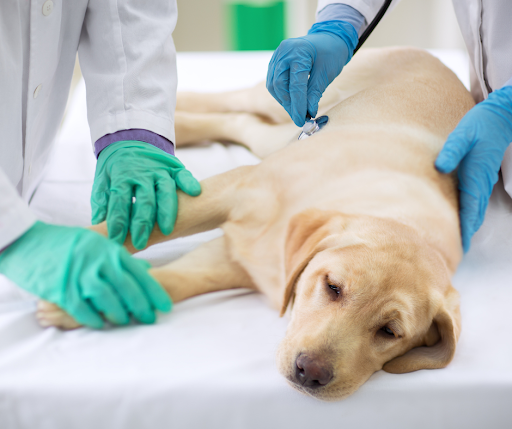 Pet Pross Service:5 Things To Do