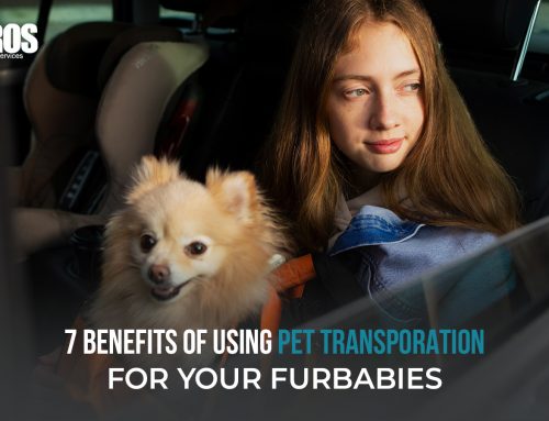 7 Benefits of Using Pet Transporation for Your Furbabies