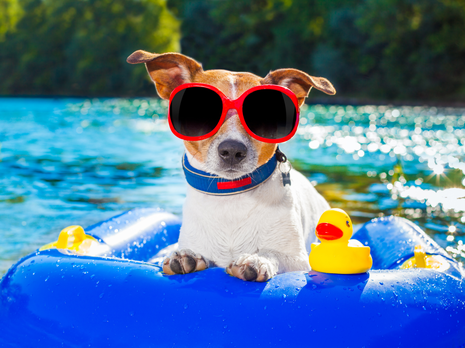 How to Keep Your Pet Safe During the Summer Heat