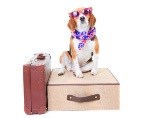 Pet-Friendly Travel Tips: How to Travel Stress-Free with Your Furry Friend