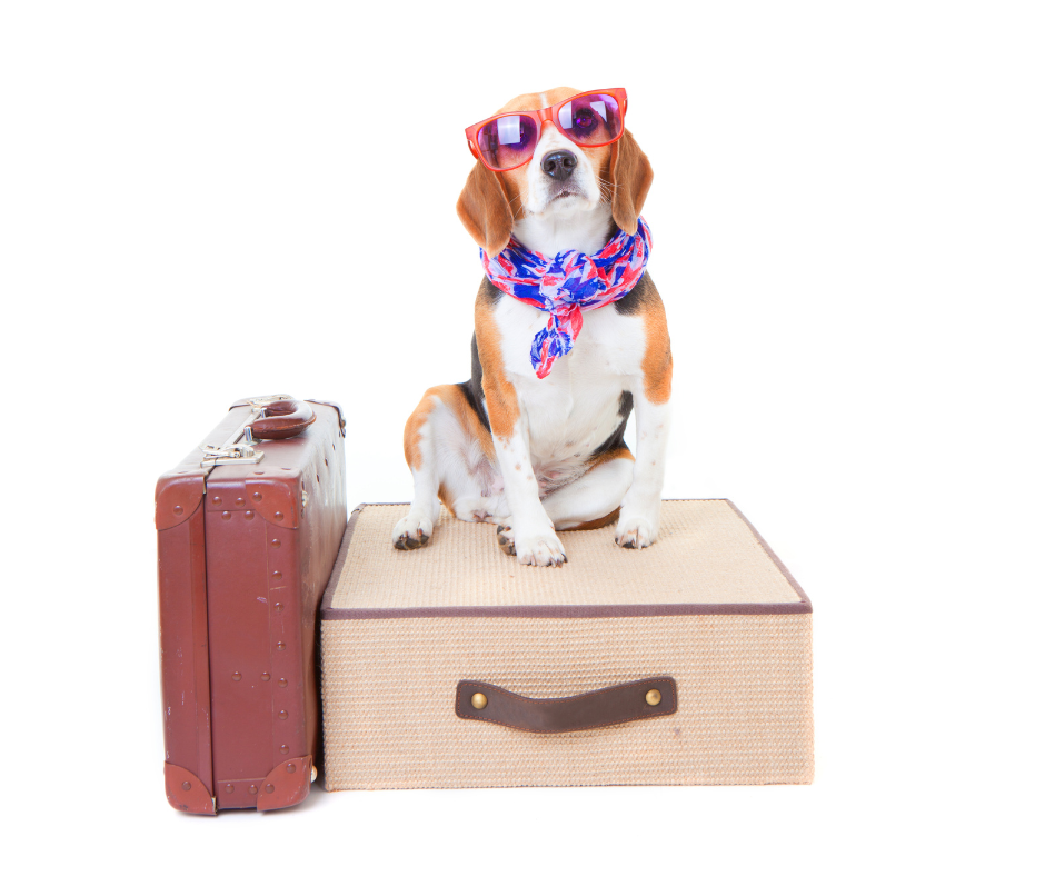 Pet-Friendly Travel Tips: How to Travel Stress-Free with Your Furry Friend