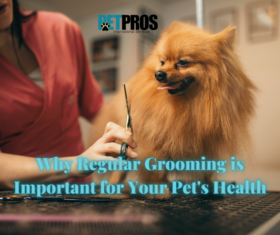 Why Regular Grooming is Important for Your Pet's Health