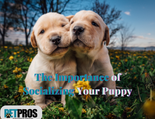 The Importance of Socializing Your Puppy