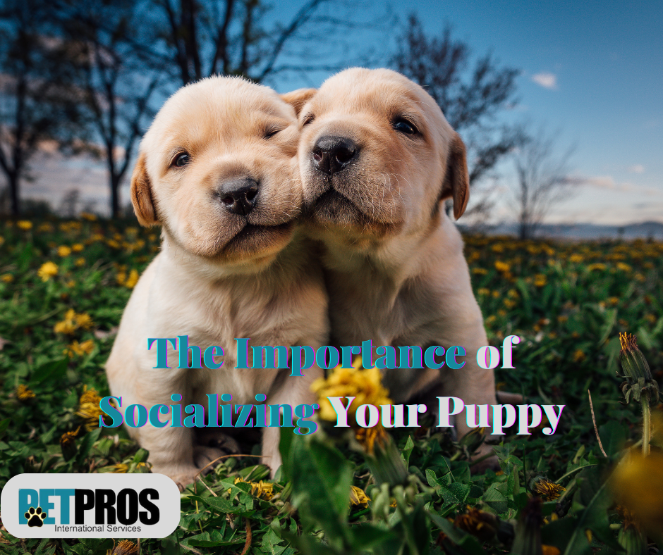 The Importance of Socializing Your Puppy