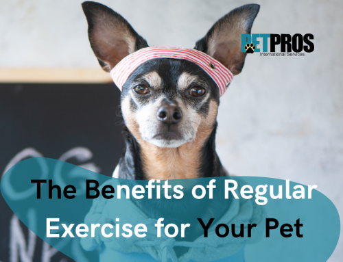 The Benefits of Regular Exercise for Your Pet