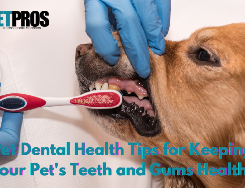 Pet Dental Health Tips for Keeping Your Pet’s Teeth and Gums Healthy