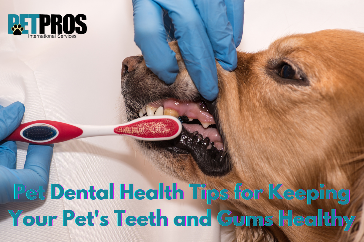 Pet Dental Health Tips for Keeping Your Pet's Teeth and Gums Healthy