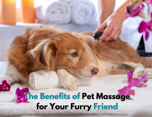The Benefits of Pet Massage for Your Furry Friend