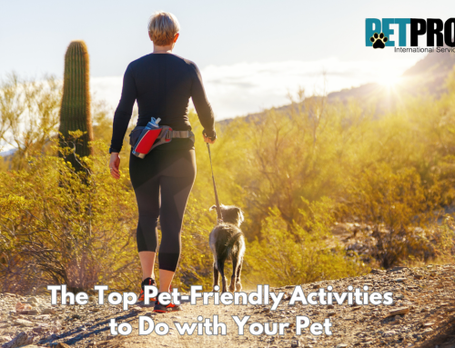 The Top Pet-Friendly Activities to Do with Your Pet