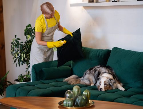 Spotless Sanctuaries: Pet Maid and Cleaning Services by Pet Pros