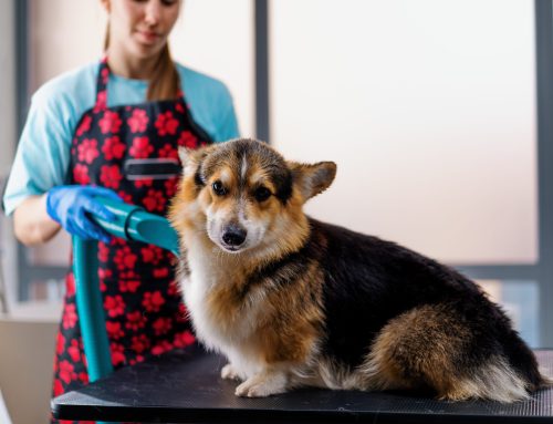 Pampered Paws: Grooming Excellence by Pet Pros Services