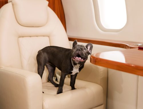 Sky’s the Limit: Pet Pros Services’ Unique All-Breed Pet Flights