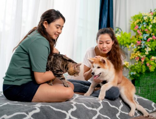 Pet Pros Services: Simplify Your Pet Care Routine with Bundled Packages