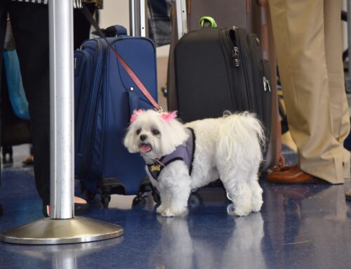 Jet-Setting with Fido: What to Expect for Air Travel with Pets