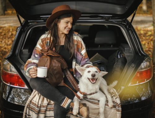 The Ultimate Guide to Pet Travel: Tips and Tricks from Pet Pros Services