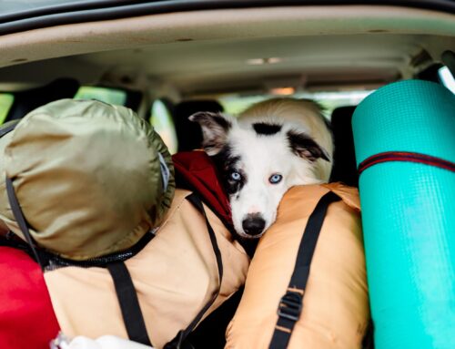 Traveling Safely: Preparing Your Pet for Stress-Free Adventures