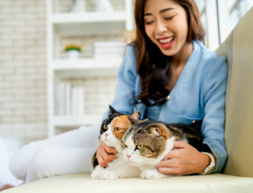 Tips for Pet Owners: Creating a Pet-Friendly Home Environment with Pet Pros’ Services