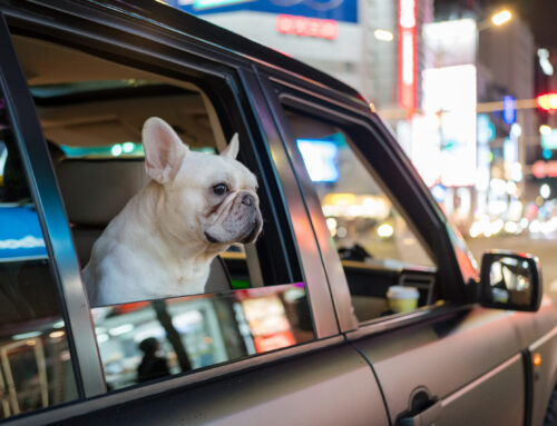 Pet Pros Services Pet Taxi: Ensuring Safe and Comfortable Ground Transportation for Your Pets