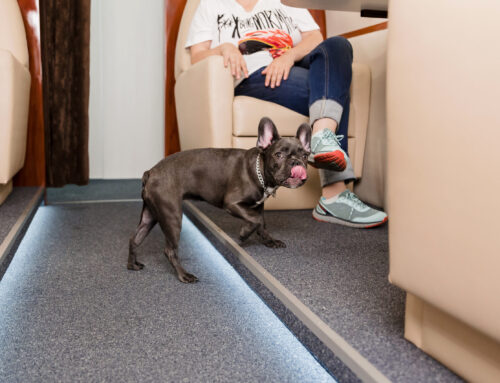 Ensuring Comfort and Safety: A Look into Pet Pros’ Exclusive VIP In-Cabin Flights