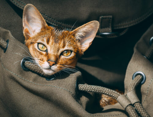 Tips for Stress-Free Cat Travel with Pet Pros Services