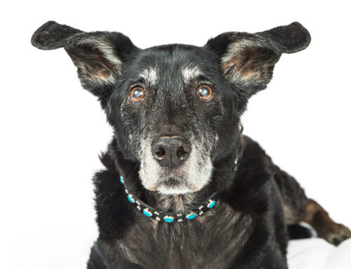 Senior Pet Care: Tips for Keeping Your Older Pet Healthy and Happy