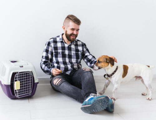 Top Reasons to Use Pet Relocation Services: Making Moves Easier for Your Pet
