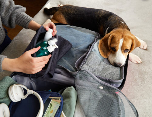 Essential Packing Checklist for Traveling with Pets
